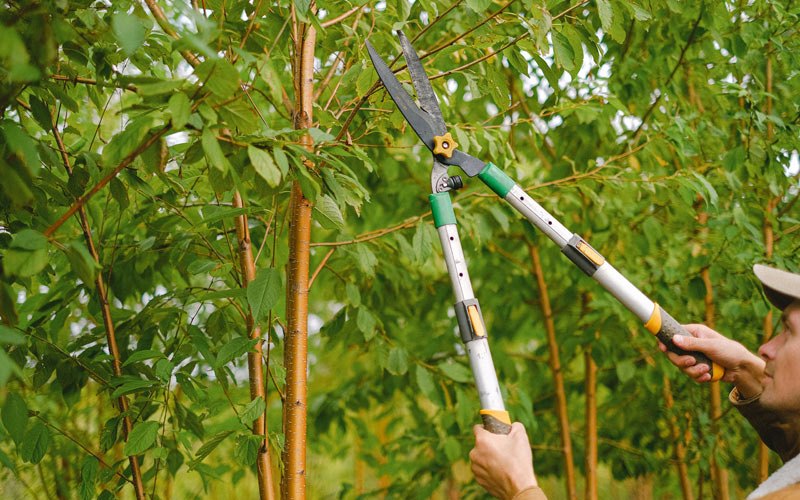 Tree trimming in Chanhassen, MN